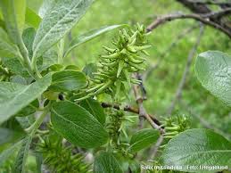 Attēlu rezultāti vaicājumam “Salix myrsinifolia”