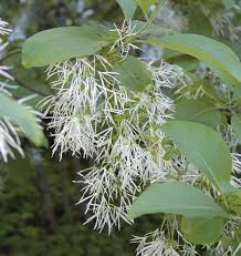 Attēlu rezultāti vaicājumam “Chionanthus virginicus flower”