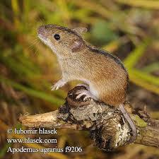 Attēlu rezultāti vaicājumam “Apodemus agrarius”