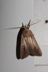 Attēlu rezultāti vaicājumam “Mythimna sp.”