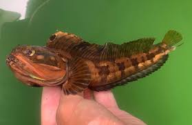 Image result for Leiostomus xanthurus