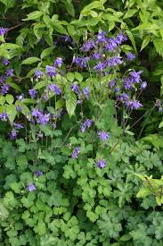 Image result for Akelei