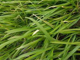 Attēlu rezultāti vaicājumam “Glyceria fluitans leaf”