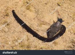 Attēlu rezultāti vaicājumam “Haemopis sanguisuga”