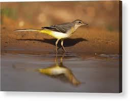 Attēlu rezultāti vaicājumam “Motacilla cinerea”