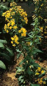 Image result for Solidago virgaurea
