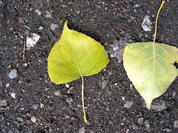Attēlu rezultāti vaicājumam “Populus x gileadensis leaf”