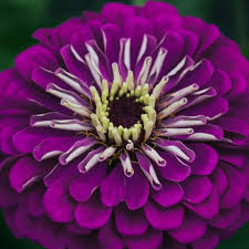 Image result for Zinnia violacea