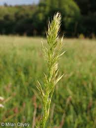 Attēlu rezultāti vaicājumam “Trisetum flavescens flower”