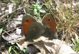 Attēlu rezultāti vaicājumam “Coenonympha pamphilus upperside”