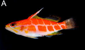 Attēlu rezultāti vaicājumam “Petractis sp.”