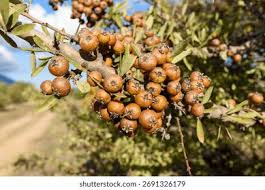 Attēlu rezultāti vaicājumam “Pyrus pyraster”