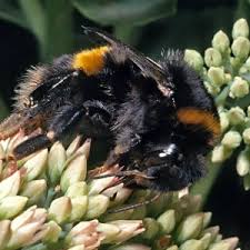 Attēlu rezultāti vaicājumam “Bombus terrestris”