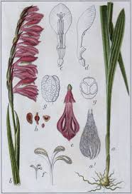 Attēlu rezultāti vaicājumam “Gladiolus imbricatus flower”