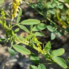 Attēlu rezultāti vaicājumam “Melilotus officinalis”