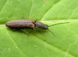 Attēlu rezultāti vaicājumam “Elateridae”