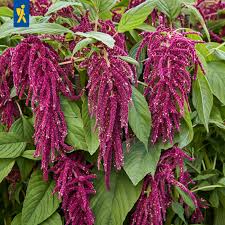 Image result for Fuchsschwanz