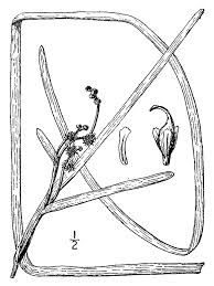 Attēlu rezultāti vaicājumam “Sparganiaceae”