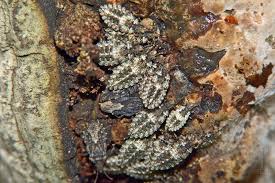 Attēlu rezultāti vaicājumam “Aradus betulae”