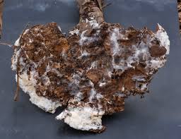 Attēlu rezultāti vaicājumam “Trechispora mollusca”