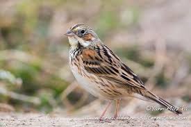 Image result for Emberiza fucata