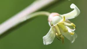 Attēlu rezultāti vaicājumam “Arabis glabra flower”