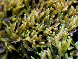 Attēlu rezultāti vaicājumam “Odontoschisma sphagni”