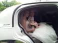 Wedding Limousine Service - Royalty Limousine Chicago Limo Service