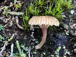 Attēlu rezultāti vaicājumam “Lichenomphalia umbellifera”
