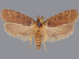 Attēlu rezultāti vaicājumam “Agonopterix ciliella”