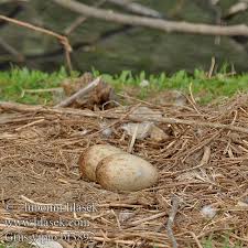 Attēlu rezultāti vaicājumam “Grus grus eggs”