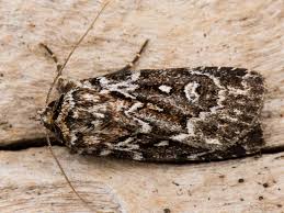 Attēlu rezultāti vaicājumam “Lycophotia porphyrea”