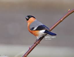 Attēlu rezultāti vaicājumam “Pyrrhula pyrrhula”