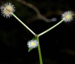 Attēlu rezultāti vaicājumam “Galium triflorum fruit”