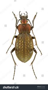 Attēlu rezultāti vaicājumam “Carabus cancellatus”