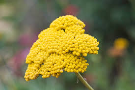 Image result for Achillea filipendulina