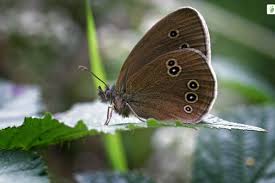 Attēlu rezultāti vaicājumam “Aphantopus hyperantus upperside”