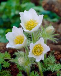 Image result for Kuhschelle