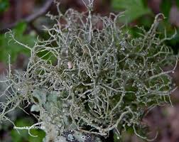 Attēlu rezultāti vaicājumam “Biatoropsis usnearum”