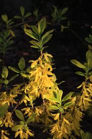 Attēlu rezultāti vaicājumam “Forsythia viridissima flower”