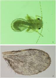 Attēlu rezultāti vaicājumam “Drepanosiphum platanoidis exuvia”