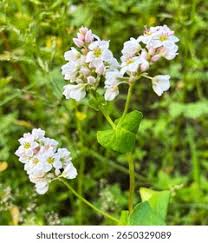 Attēlu rezultāti vaicājumam “Fagopyrum esculentum leaf”