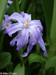 Attēlu rezultāti vaicājumam “Scilla luciliae”