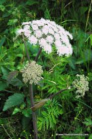 Image result for Angelica silvestris
