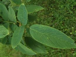 Attēlu rezultāti vaicājumam “Robinia”