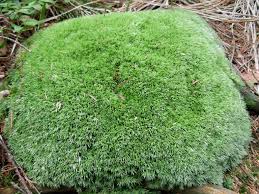 Attēlu rezultāti vaicājumam “Leucobryum glaucum”