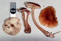 Attēlu rezultāti vaicājumam “Collybia acervata”