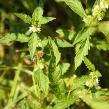 Attēlu rezultāti vaicājumam “Lycopus europaeus”