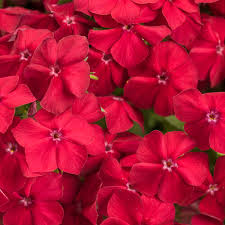 Image result for Phlox drummondii
