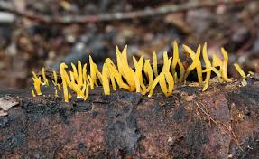 Attēlu rezultāti vaicājumam “Calocera cornea”